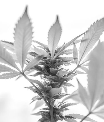 Black and white image of a weed plant