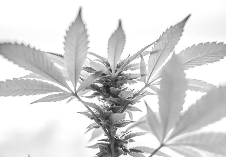 Black and white image of a weed plant