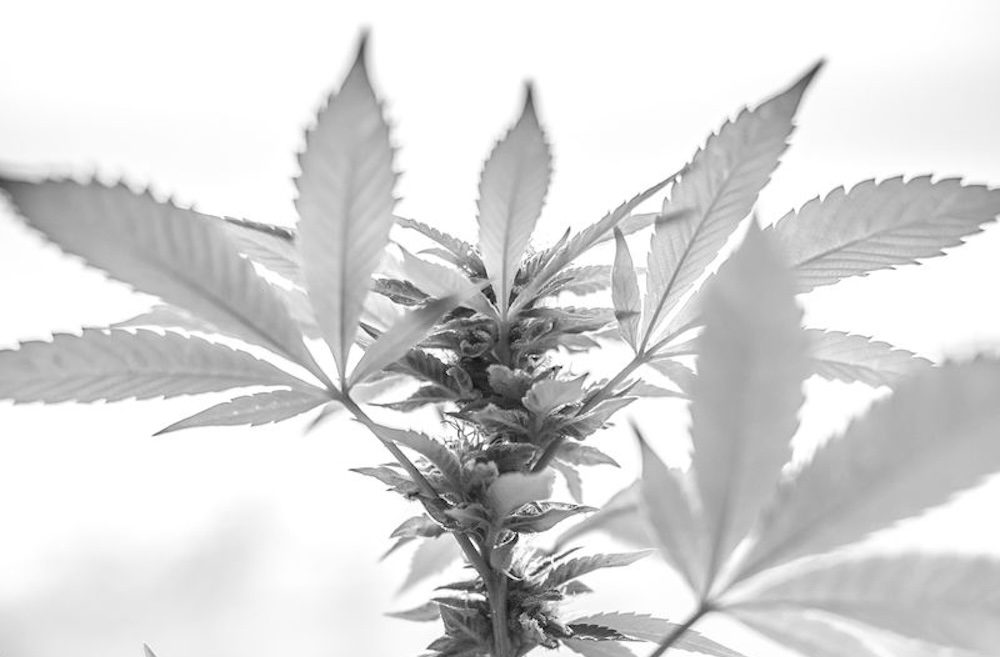 Black and white image of a weed plant